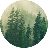 加拿大極光松樹萃取 加拿大極光松樹萃取